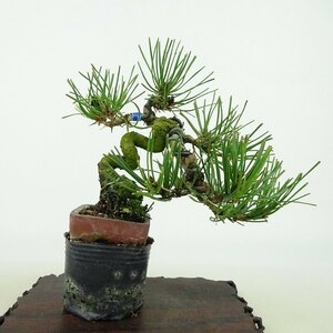 盆栽 松 赤松 樹高 約11cm あかまつ Pinus densiflora アカマツ red pine マツ科 常緑樹 観賞用 小品 現品