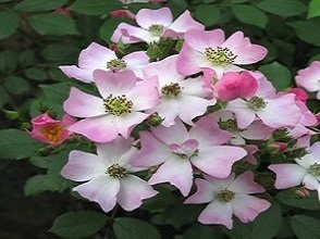 【バレリーナ（新苗）】白地にピンクの可愛いつる性オールドローズ（四季咲き）