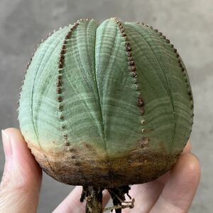 【B6799】★超巨大6cm株！！【SS級！極上特選大株！！】ユーフォルビア オベサ Euphorbia obesa ( 検索 アガベ 多肉植物 )