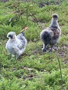 烏骨鶏(アメリカンシルキー）の有精卵12個　【食用】　送料税込2800円　産卵3日以内　平飼い　広島米、広島牡蠣ガラを食べて育ちました　