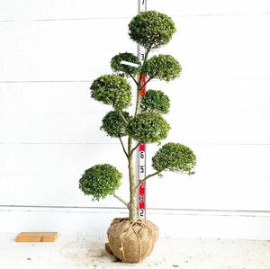 キンメツゲ　散らし　約130cm 根巻【トピアリー/玉柘植/柘植/苗木/植木/庭木/生垣/垣根/目隠し】119445