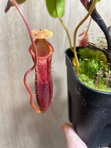 Nepenthes ×harryana Tambuyukon 面白個体　ネペンテス　ハリアナ　　食虫植物