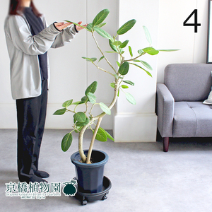 【現品】フィカス・ベンガレンシス 曲がり 8号 紺鉢（4）Ficus benghalensis