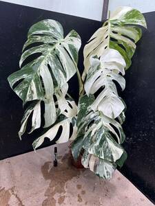 超最高級 希少 大株モンステラボルシギアナ ホワイトタイガー1鉢 Varigated Monstera Borsigana white tiger ②