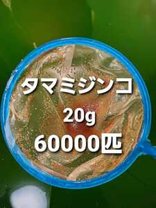 【ミジンコの一平】タマミジンコ　20g ★60000匹！　めだか　熱帯魚