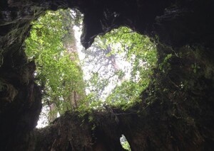 屋久島 ハート型 ウィルソン株 神秘 癒し パワー 絵画風 壁紙ポスター 特大A1版 830×585mm（はがせるシール式）004A1