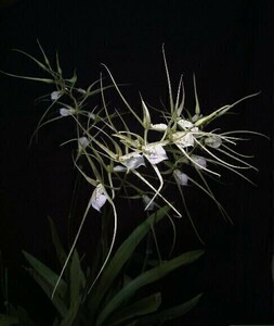 ★◆【洋蘭原種】◆★ Brs. verrucosa ‘Green Spaider’ (OG) 開花大株