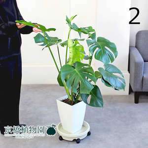 【現品】モンステラ 8号 白角鉢（2）Monstera