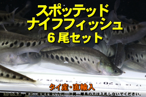 スポッテッド ナイフフィッシュ 6尾セット★全長10cm前後・適格請求書発行可能【お届地域制限有】100