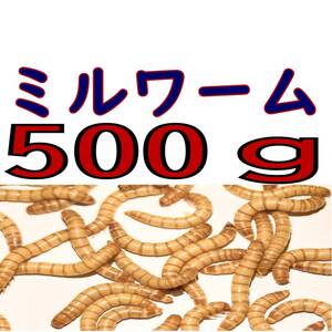 活 ミルワーム (生き餌)５００g + α（宅急便発送）