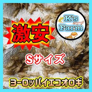 750匹(死着保証込み)　Sサイズ約(0.7～1cm)　激安ヨーロッパイエコオロギ　コンパクトボックス発送