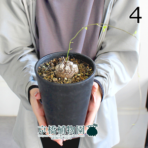 【現品】アフリカ亀甲竜 4号（4）Dioscorea elephantipes