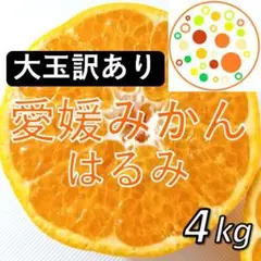 【大玉訳あり】はるみ4kg 愛媛みかん