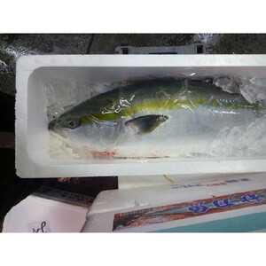 千葉県産 ブリ 1尾 約7-9kg 【業務用】