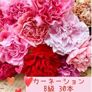 カーネーション MIX 30本 B級品 30〜38センチ 生花 切花