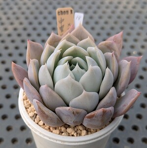 18.中里リンゼアナ×ライラックムーン 実生苗 エケベリア 国産 多肉 Echeveria