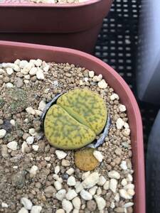 種子30粒　C362 リトープス　サルフレア Lithops Sulphurea