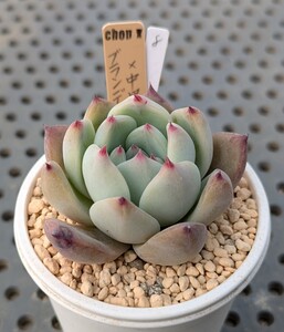 8.ブランディティ×中里リンゼアナ 実生苗 エケベリア 国産 多肉 Echeveria