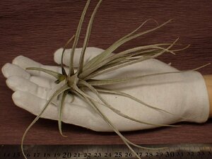 Tillandsia tortilis チランジア・トルティリス 203■エアプランツTI