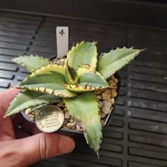 agave アガベ チタノタ錦 覆輪斑 季節斑 夕映 ④