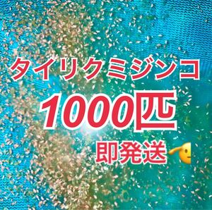 【タイリクミジンコ約1000匹送料無料】 1度に1点まで