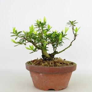 盆栽 皐月 樹高 約12cm さつき Rhododendron indicum サツキ ツツジ科 常緑樹 観賞用 小品 現品