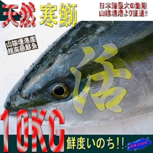 脂のってます!!地物「天然寒ブリ10-11kg」鮮度抜群、山陰境港産、とれたて直送！！