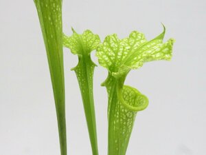 S.ｘMoorei All Green CK　3号【現品限り】サラセニア 食虫植物_16582