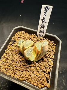 36番　万象錦糊斑　多肉植物 ハオルチア 自家繁殖