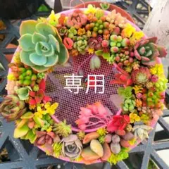 そのまま飾れる多肉植物寄せ植え　リース   管理書付