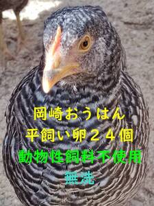 岡崎おうはん　平飼い卵　２４個　無洗　動物性飼料不使用