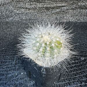 雷血丸　カキ子Copiapoa krainziana var. scopulina