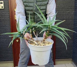 【現品】アロエ・ストリアツラ　Aloe striatula　耐寒性の高いアロエ　８号　CA番