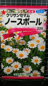 ノースポール クリサンセマム ノースボール 種 ３袋セット 郵便は送料無料