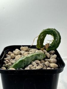 エキドノプシス マルム Echidnopsis malum リンゴ花 ガガイモ アフリカ原産 多肉植物