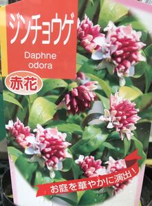 ジンチョウゲ(赤花)沈丁花苗木