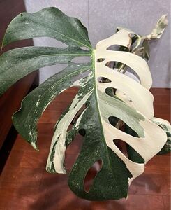 希少 モンステラ ボルシギアナ ホワイトタイガー Monstera Albo Borsigiana White Tiger Variegated