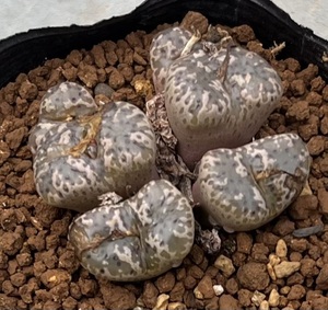 コノフィツム　Conophytum pellucidum 10km N.Concordia ③