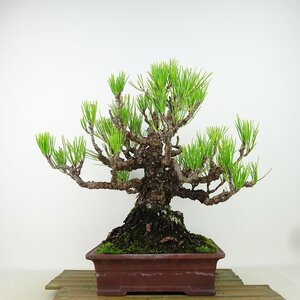 盆栽 松 黒松 樹高 約29cm くろまつ Pinus thunbergii クロマツ マツ科 常緑針葉樹 観賞用 現品