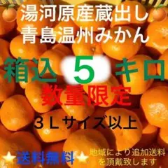 神奈川県湯河原産❹産直 晩生 蔵出し 青島温州みかん 3Lサイズ以上5kg箱込