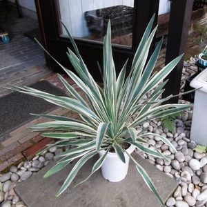 現物出品【ユッカ・グロリオサ・バリエガータ＊Yucca gloriosa variegata】７号　