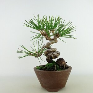 盆栽 松 黒松 樹高 約17cm くろまつ Pinus thunbergii クロマツ マツ科 常緑針葉樹 観賞用 小品 現品