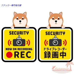 ドラレコ録画中　 柴犬