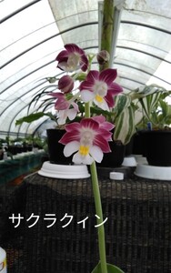 颯　サクラクィン×クィーンエリザベス　未開花中苗６０（えびね・エビネ・春蘭・寒蘭・山野草 )