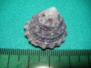 天然採取の貝殻　「正式名不明」　標本Ｓ１２　超美品　１５