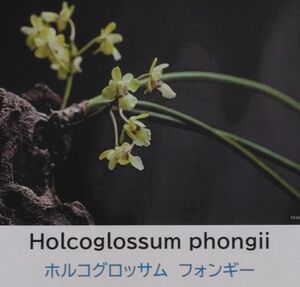 【北軽ガーデン】＊熱帯植物＊Holcoglossum phongii＊洋ラン原種＊バンダ系＊ホルコグロッサム　フォンギー＊希少種＊ベトナム原産＊