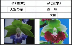 60えびね欄　６１４　天空の華×西峰　W芽　14-15　1-2作以降初花見込苗　山野草エビネラン