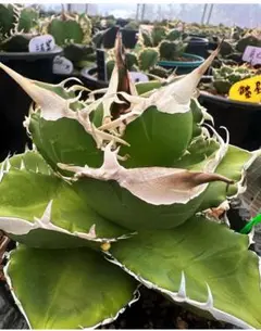 【龍球会産】AGAVE TITANOTA 大白鯊/大白鮫