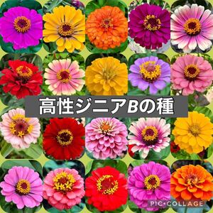 高性ジニアB 百日草 花の種2