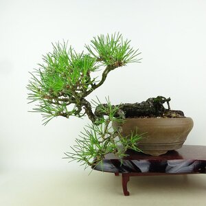 盆栽 松 黒松 樹高 上下 約25cm くろまつ Pinus thunbergii クロマツ マツ科 常緑針葉樹 観賞用 現品